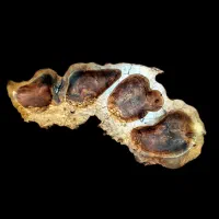 اردو خوری چوب گردو جنگلی(سفارشی)