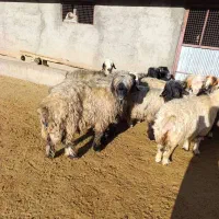 شیشک قوچ ته سیاه کری