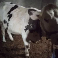 گاو شیری و گوساله نر