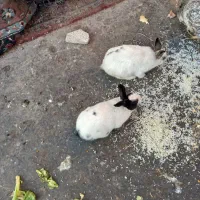 یک جفت خرگوش نرو ماده به فروش میرسد
