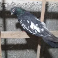 کفتر سرور  نوک ریز