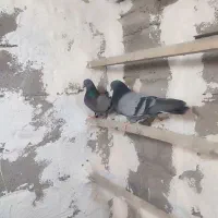 یه جفت سبز عتیقه|پرنده|نهاوند, |دیوار