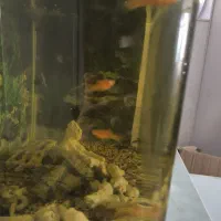 ماهی دمشمشیری و سیامی لجن خار و کف خوار