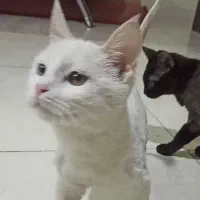 گربه چشم دو رنگ انگورا|گربه|مشهد, توس (بلوار توس)|دیوار