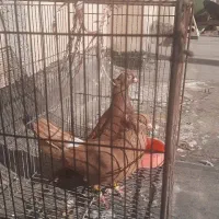 زردوسرخ جفتگاه