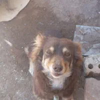 سگ پاکوتاه