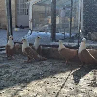 کفتر ۵تا کلاغ زرد .3تازاغ دم سفید .موشی طاووسی فری