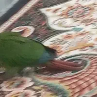 دو عدد طوطی گیرینچیک گم شده است|حیوانات|امیدیه, |دیوار