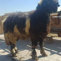 بره غوچی|حیوانات مزرعه|دهدشت, |دیوار