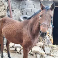 اسب اصیل ترکمن|اسب و تجهیزات اسب‌سواری|بجنورد, |دیوار