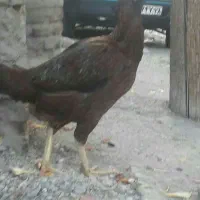 مرغ‌لاری‌ اصل