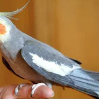 عروس هلندی گمشده