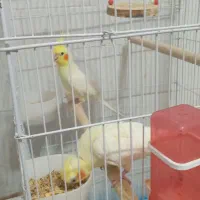 فروش عروس هلندی