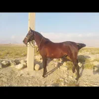 اسب|اسب و تجهیزات اسب‌سواری|کازرون, |دیوار