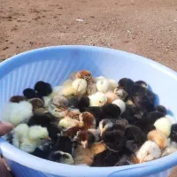 تخم نطفه دار.جوجه تزیینی