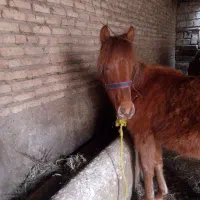 اسب کره مادیان 8ماهه