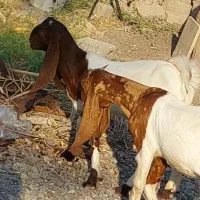 دو راس کهره نر و ماده پتیری
