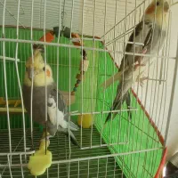 عروس هلندی جفت