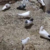 حدود 30عدد کبوتر پرشی درجه یک