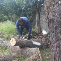 خرید چوب|خدمات باغبانی و درختکاری|رودسر, |دیوار