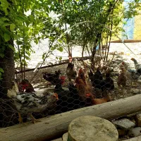 مرغ های تخم گذار بومی و گلین