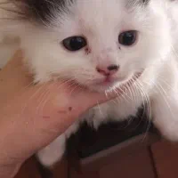 بچه گربه های نر وماده میکس پرشین|گربه|گرگان, |دیوار