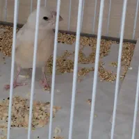 فنچ گلدین بالغ و.جوجه سیلور و جوجه بنگالی
