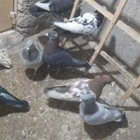 کبوترپرشی ۴۵۰