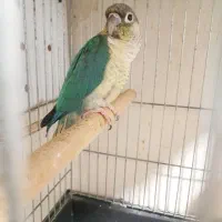 بوشهرعالیشهر|پرنده|بوشهر, |دیوار