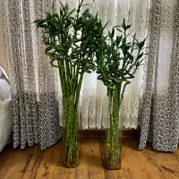 گل بامبو لاکی ۱۴۰سانتی