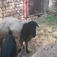 دوعددشیشک میش جهت کشتار وداشت
