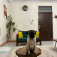 سگ پاگ