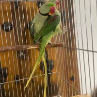 « جفت شاه طوطی مولد »  کاسکو کاکادو راهب