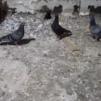 ۳عدد پلاکی هبچ پر و۲جفت هم جفت