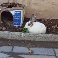 خرگوش|موش و خرگوش|بیرجند, |دیوار