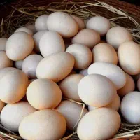 تخم نطفه دار ابریشمی