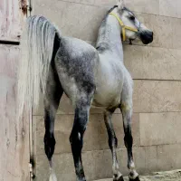 نریان فوق العاده سرو و دم گیر و سواری دار