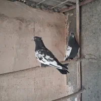 کبوتر