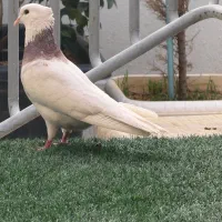 کبوترطوق زرد