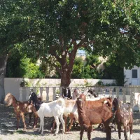 بز پاکستانی