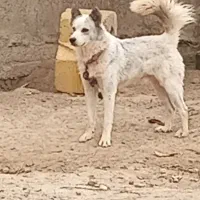 سگ هاسگی|سگ|آزادشهر, |دیوار