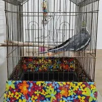 عروس هلندی نر