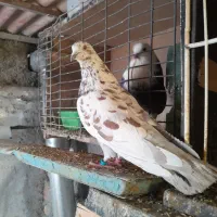 کفتر پرشی بشرط