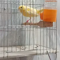 قناری ماده بشرط|پرنده|کارون, |دیوار