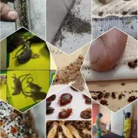 سمپاشی×درخشانی×سم پاشی موریانه سوسک ساس موش وقیر