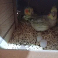 جفت مولد عروس هلندی سخن گو