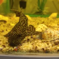 ماهی لج خوار