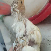 جوجه گلین ۴۰ روزه