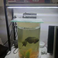 آکواریوم|ماهی|اردبیل, |دیوار