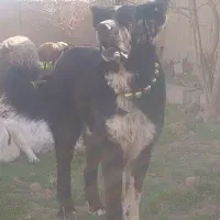 سگ قهدریجانی